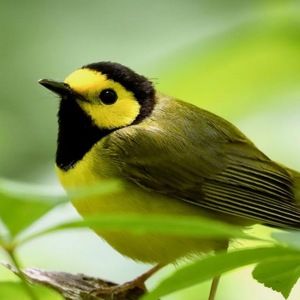 Meet your Posher, Nettie